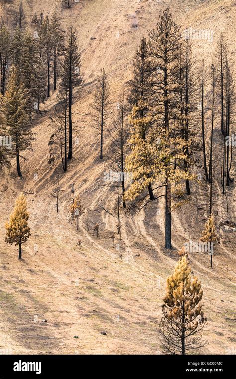 Burned Pine Trees On Charred Hillside Landscape With Soil Erosion After