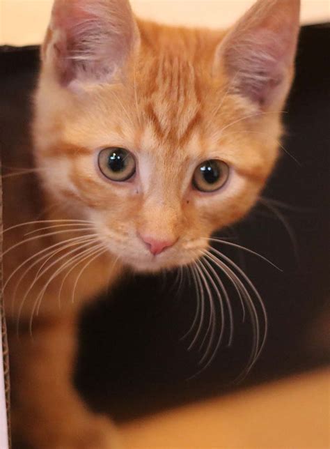 Orange Tabby Cat Fascinating Facts About Orange Cats