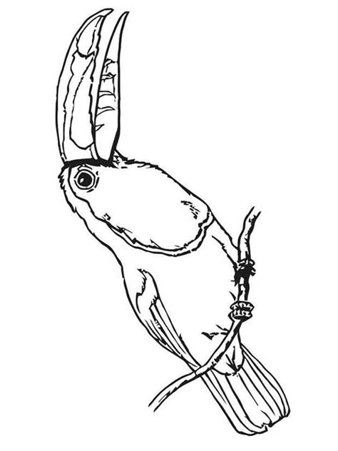 Toucan is a tropical bird that has an extraordinary look. Toucan coloring pages. Download and print Toucan coloring ...