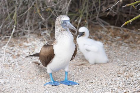 Blue Footed Booby Adult And Chick Sula Nebouxii North Seymour Island