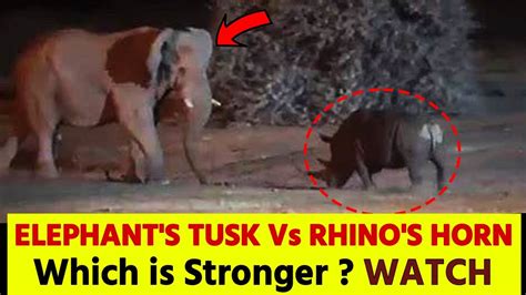 Elephant Vs Rhino In Indian Forest Elephant Tusk Vs Rhino Horn See