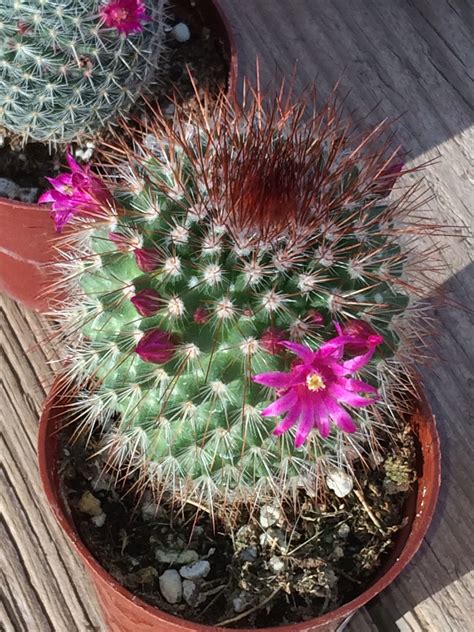 Arizona Cactus Arizona Cactus Places To Visit Plants Flowers Plant
