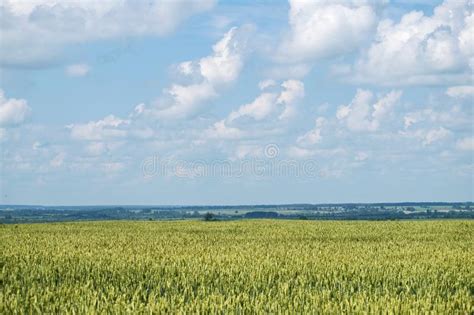 Wheat Flied Panorama In Summer Day Rural Countryside Green Wheat