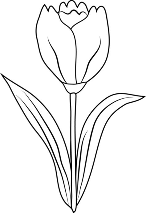 Download High Quality Black And White Flower Clipart Tulip Transparent