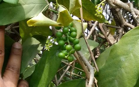 What Is Your Opinion On Tinospora Cordifolia A Herb Used In Ayurveda