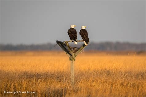 Celebrate National Wildlife Day Alliance For The Chesapeake Bay
