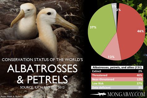 Chart The Worlds Most Endangered Albatrosses Petrels And Allies