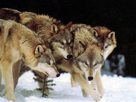 Wolves Wisdom And Teamwork Paul Chongs Blog