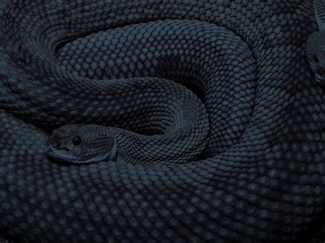 Black Snake Moan Snake Cool Pictures Slytherin Aesthetic