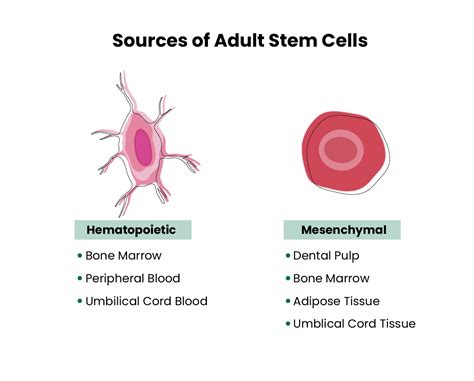 The Boundless Potentials Of Stem Cells Danai Medi Wellness