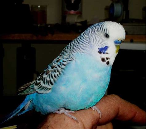 Blue And White Female Parakeet Read About It Here Parakeet Budgies