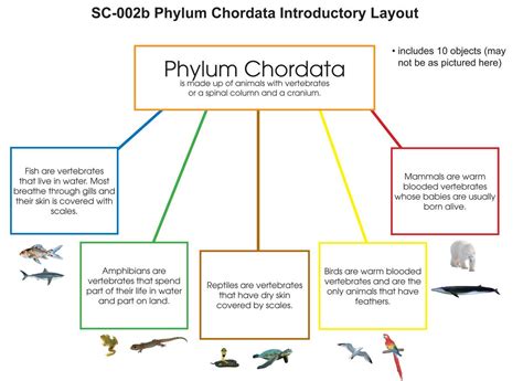 Phylum Chordata Layout Montessori Materials By Lakeview