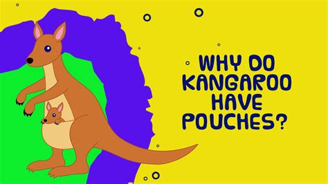 As a parent, you can collect relevant must know animal facts for kids. Why do kangaroos have pouches? - Interesting Facts About Animals for Kids - YouTube
