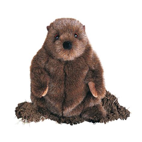 In this case, you can buy a quokka as your house pet from us. Chuckwood Groundhog | Animals, Pet toys, Little critter