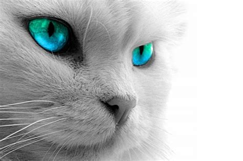 Kucing Russian Blue Ciri Harga Dan Makanan Favoritnya