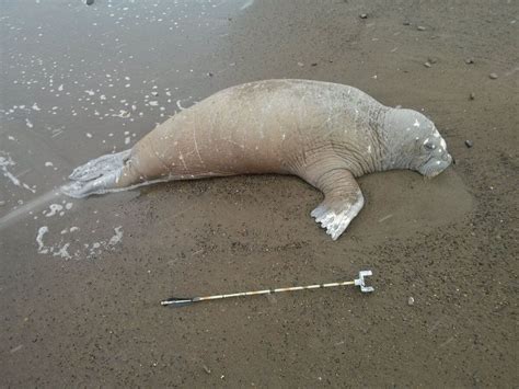 More Than 30 Walruses Found Dead On Alaskas Arctic Coast Anchorage