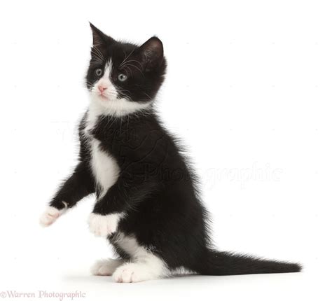 Black And White Kitten Sitting Up Photo Wp48956