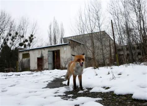 Life After Chernobyl Unique Wildlife Of The Zone 12 Pictures