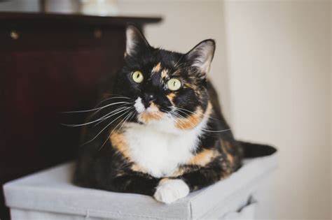 Aoife (irish origin) this cute name means joyful 101 Awesome Calico Cat Names & Meanings | Cat Mania