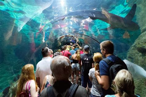 People Inside The Shark Tunnel Aquarium Of The Loro Park Loro P