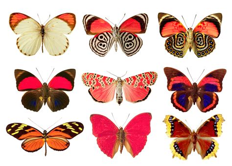 Butterflies Png By Absurdwordpreferred On Deviantart Butterfly