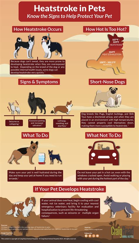 Learn The Warning Signs Of Heatstroke In Pets Craig Road Animal Hospital