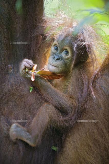 Sumatran Orangutan Pongo Abelii 9 Month Old Infant 32243006199 の写真素材