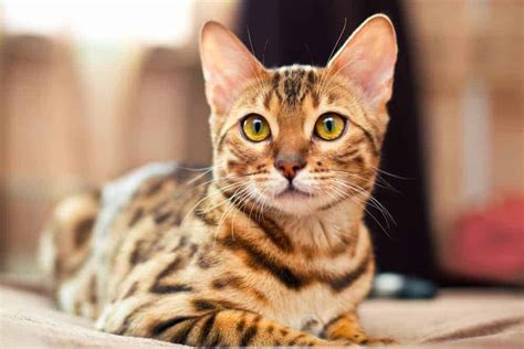 Bengal Cat Breed Profile Pets4life