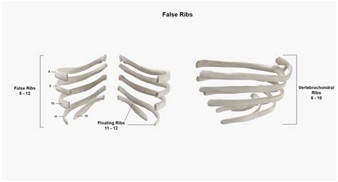 Real Humano Costela Costela Espinha Crânio Feminino Clavícula Escápula