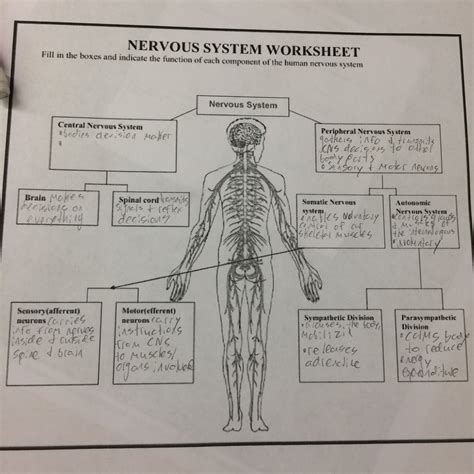 Peripheral Nervous System Worksheet Worksheets For Kindergarten