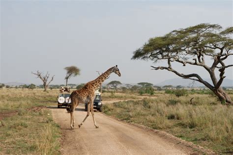 Tanzania Tanzania Wildlife National Parks
