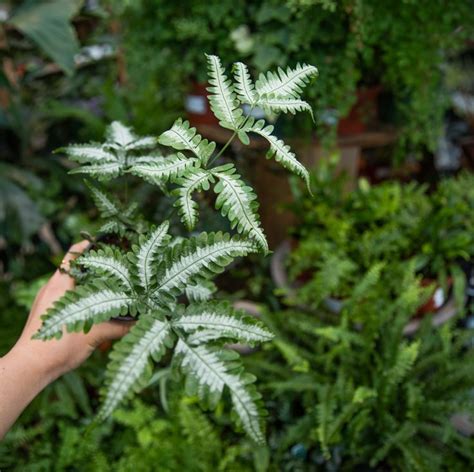 Silver Brake Fern Pteris Argyraea Nursery Supplies Plants Garden