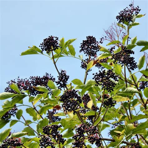 Nova Elderberry Elderberry Plants Stark Bros