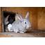 Rabbit Care  Learn How To For A Pet In 2020