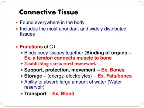 Ppt Connective Tissue Powerpoint Presentation Free Download Id9656345