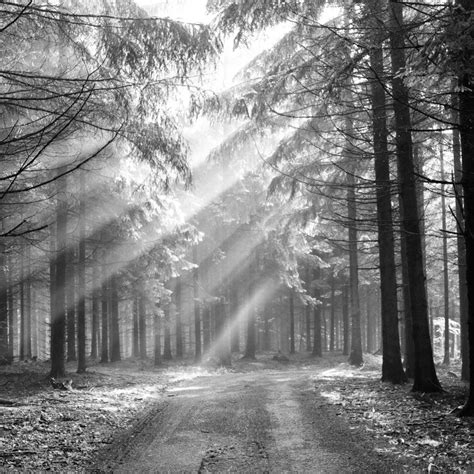 10 Best Black And White Forest Background Full Hd 1080p