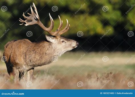 Close Up Of A Red Deer Stag In Autumn Stock Image Image Of Brown