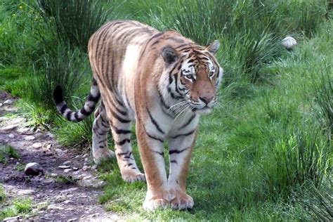 Bizarre Behavior In Endangered Tigers Traced To Dog Virus Live Science