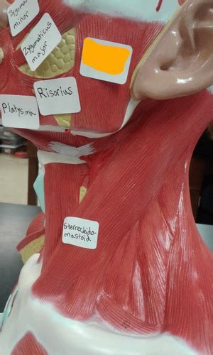Muscles Lab Head And Neck Pictures Flashcards Quizlet