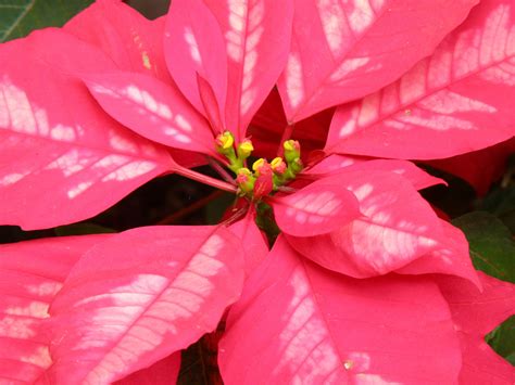 En muchos países es la noche en que viene papá noel. Nochebuena - Poinsettia