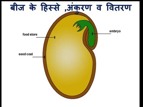 Seed Parts ,Seed Germination in Hindi (बीज के बारे में ...