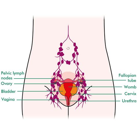 It sits medial to, or to the inside of, the ischium bone in. The vulva and lymphatic system - Understanding - Macmillan ...