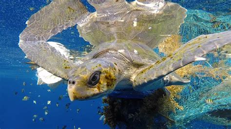 Ghost Nets Turtle Island Restoration Network