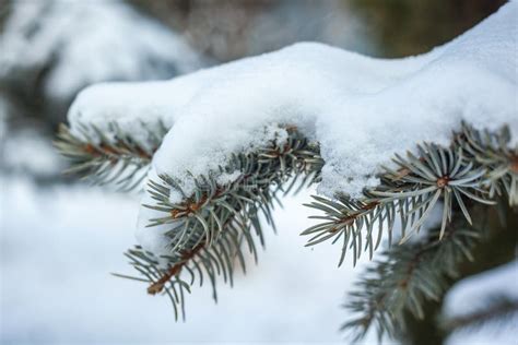 Snow Covered Pine Tree Branches Close Up Stock Image Image Of Cold