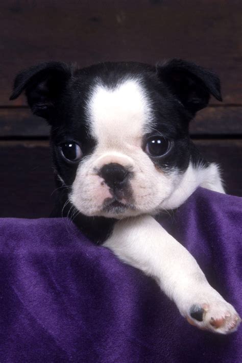 Boston Terrier Puppies 24 Of The Cutest Pups Talk To Dogs