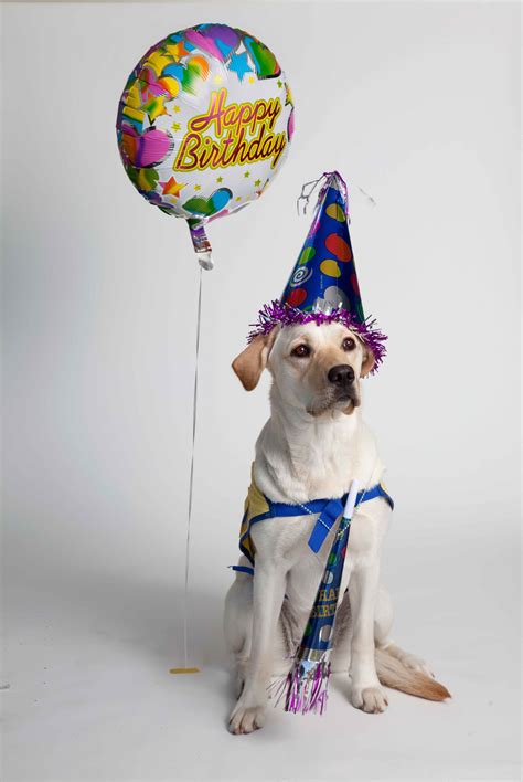 Picture Idea Dog Birthday Happy Birthday Dog Dog Birthday Party