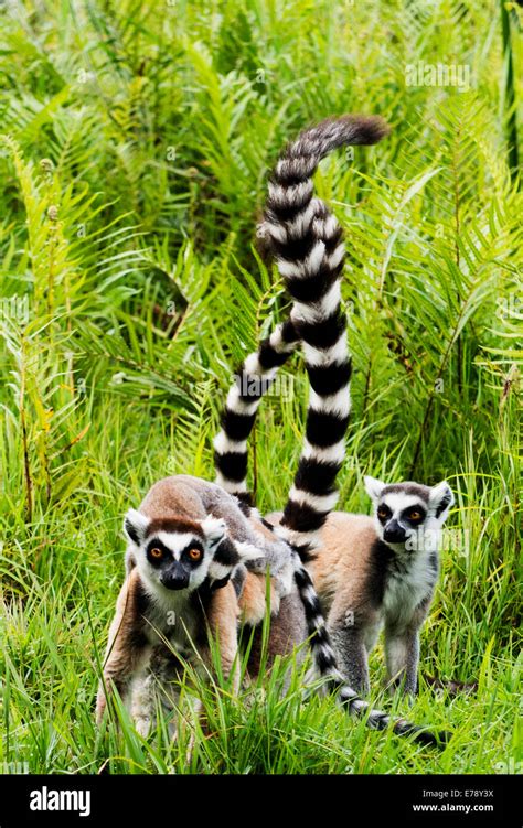 Ring Tailed Lemurs In Madagascar Stock Photo Alamy