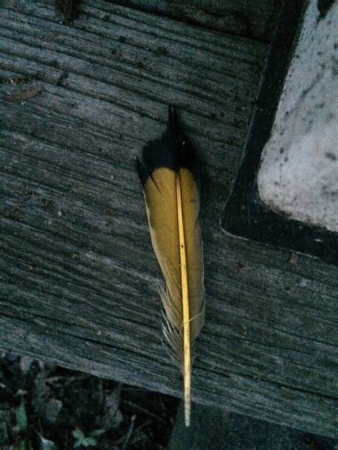 Video shows what flicker means. Yellow shafted northern flicker tail feather (Scott found ...