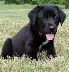Find a great pyrenees puppy from reputable breeders near you and nationwide. Black Lab Great Pyrenees Mix | Great pyrenees, Dog lovers ...