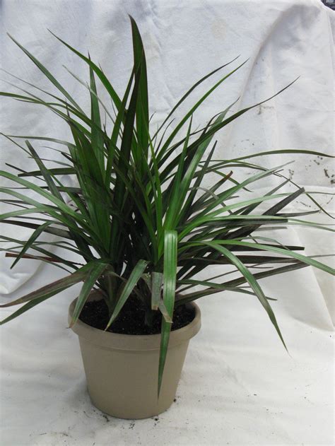 3 caring for your plants. Marginata Dracaena in 6" Sandstone Pot